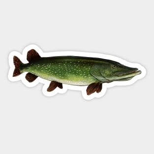 Northern pike Sticker